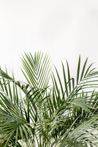 Feuilles exotiques de palmier vert tropical, branches sur fond blanc avec espace vide pour le texte. Couché plat, vue du dessus — Photo