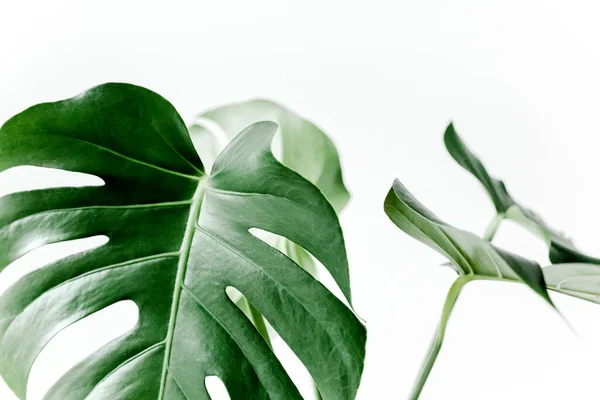 Primer plano de la hoja de Monstera. La palma tropical deja a Monstera aislada sobre fondo blanco. Concepto de naturaleza tropical. — Foto de Stock