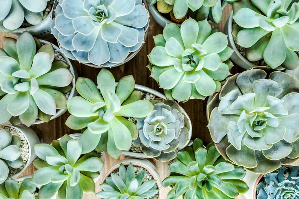 Beautiful pattern of green succulents on wooden background. Flat lay, top view.