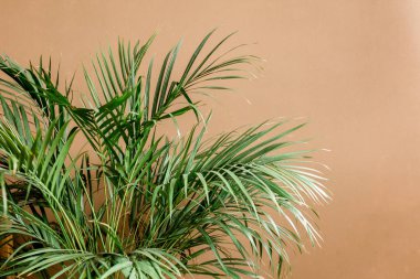 Egzotik tropik yeşil palmiye yaprakları, kahverengi arka planda dallar ve metin için boş alan. Düz yatış, üst görünüm 