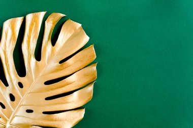 Altın tropikal palmiye yeşil arka planda Canavar bırakır. Düz konum, üst görünüm minimum konsept.