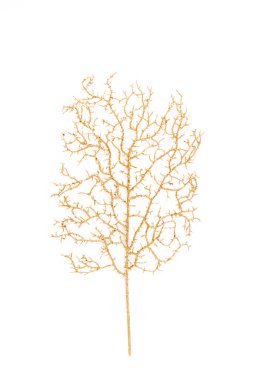 Beyaz arka planda altın yapraklar. Düz Yat, üst manzara. En küçük arkaplan.