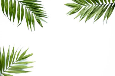 Beyaz arka planda yeşil palmiye yaprağı dalları. düz yatış, üst görünüm
