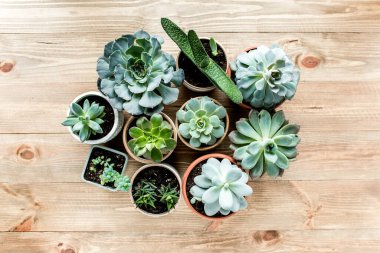 Çiçek çerçevesi, ahşap arka planda en az yaratıcı böğürtlen düzenleme desenine sahip. Düz yatış, üst manzara. Noel arkaplan duvar kağıdı.