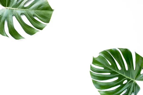 Tropische Blätter Monstera auf weißem Hintergrund. Flache Lage, Draufsicht — Stockfoto