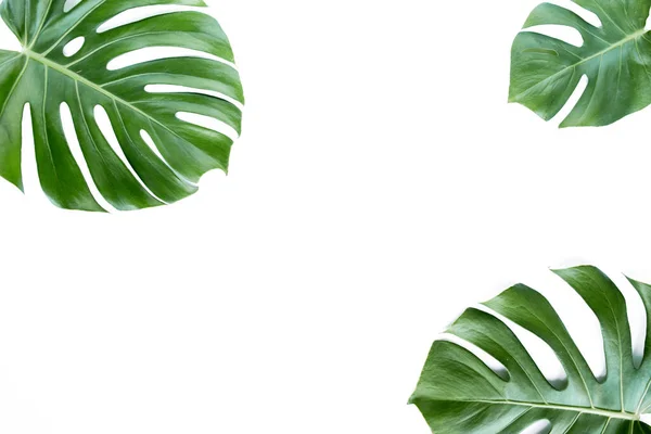 Foglie tropicali Monstera su sfondo bianco. Posa piatta, vista dall'alto — Foto Stock