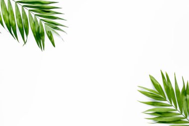 Beyaz arka planda yeşil palmiye yaprağı dalları. düz yatış, üst görünüm