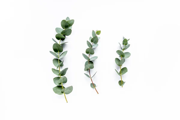 Zelené listy eukalyptu na bílém pozadí. byt ležel, horní pohled — Stock fotografie