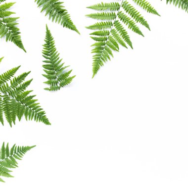 eğreltiotu dalları beyaz arka planda izole. düz yatış, üst görünüm