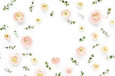 Çiçek çerçevesi pembe ranunculus çiçek tomurcuklarından ve beyaz arka planda okaliptüs dallarından yapılmıştır. Düz yatış, üst görünüm modeli. Çiçek çerçevesi.