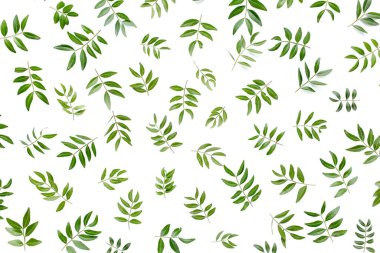 Beyaz arka planda yeşil yapraklı çalışma alanı. Düz uzan, üst görünüm