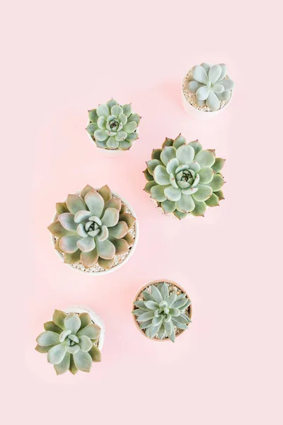 Hermoso patrón de suculentas verdes aisladas sobre fondo rosa. Piso tendido, vista superior. — Foto de Stock