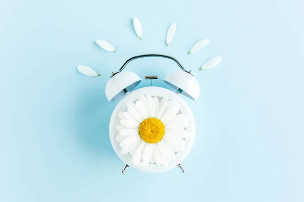 Composition-heure d'été de l'horloge et des fleurs de camomille sur fond bleu. Couché plat, vue du dessus — Photo