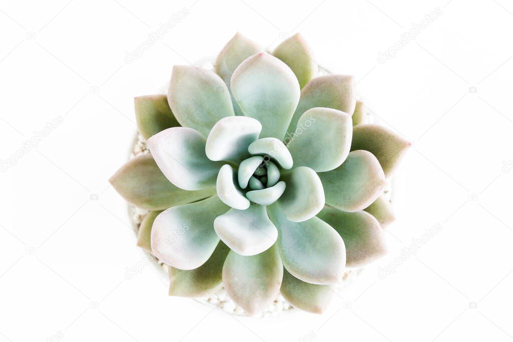 Beautiful pattern of green succulents isolated on white background. Flat lay, top view.