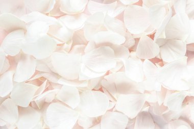 Pembe arka planda bej yapraklı güller. Düz yerde, üst tarafta. Sevgililer Günü geçmişi. Sevgililer Günü konsepti.
