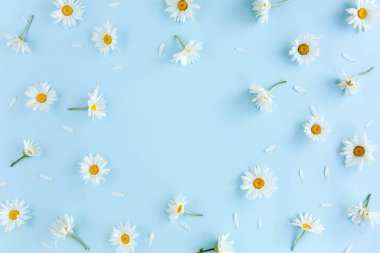 Çerçeve papatya, taç yaprakları, mavi arka planda yapraklar. Düz yatış, üst görünüm