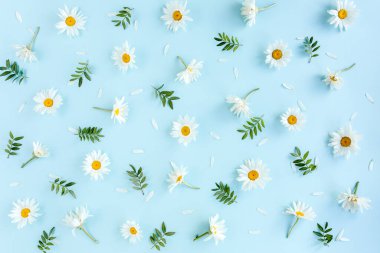 Papatya, taç yaprakları ve mavi arka planda yapraklardan oluşmuş bir desen. Düz yatış, üst görünüm 