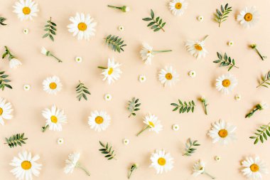 Papatya, taç yaprağı ve bej arkaplanda yapraklardan oluşmuş bir desen. Düz yatar, üst görünüm çiçek arkaplanı.