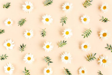 Papatya, taç yaprağı ve bej arkaplanda yapraklardan oluşmuş bir desen. Düz yatar, üst görünüm çiçek arkaplanı.