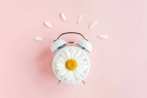 Composition-heure d'été de l'horloge et des fleurs de camomille sur fond rose. Couché plat, vue du dessus — Photo