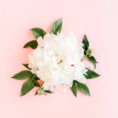 Pembe arka planda güzel, beyaz şakayık çiçeği. Şakayık dokusu. Düz yatış, üst görünüm. 