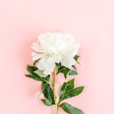 Pembe arka planda güzel, beyaz şakayık çiçeği. Şakayık dokusu. Düz yatış, üst görünüm. 