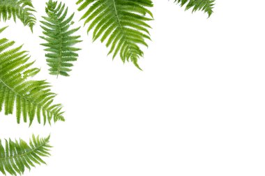 eğreltiotu dalları beyaz arka planda izole. düz yatış, üst görünüm