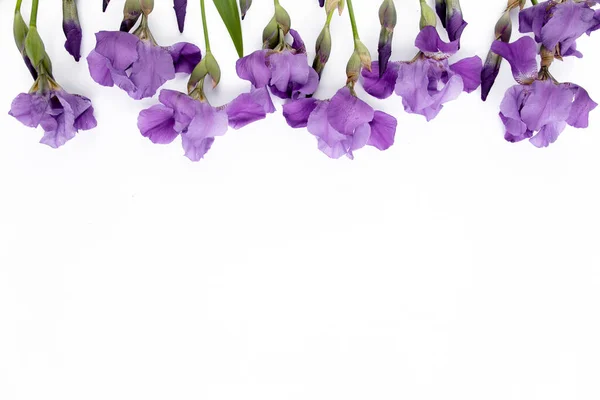 Beyaz arka planda mor iris çiçeği buketi. Düz yatış, üst görünüm — Stok fotoğraf