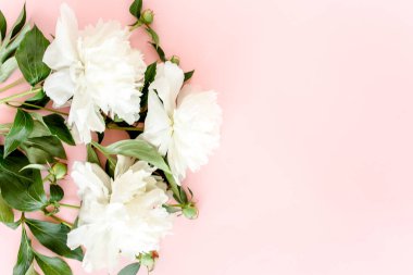 Pembe arka planda beyaz şakayıklar. Minimum çiçek konsepti tebrik kartı. Düz yatış, üst görünüm. 