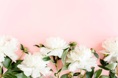 Pembe arka planda beyaz şakayıklar. Minimum çiçek konsepti tebrik kartı. Düz yatış, üst görünüm. 