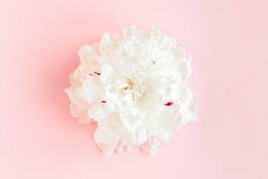 Pembe arka planda güzel, beyaz şakayık çiçeği. Şakayık dokusu. Düz yatış, üst görünüm. 