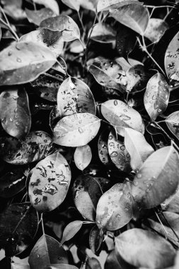 Düzen, doku, yeşil yapraklardan yapılmış arka plan. Yeşil yaprak dokusu. Doğa konsepti. Düz yatış, üst görünüm. 