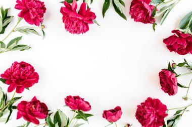 Beyaz arka planda güzel kırmızı şakayıklardan yapılmış bir çerçeve. Düz yerde, üst tarafta. Sevgililer Günü geçmişi. Çiçek çerçevesi. Şakayık dokusu.