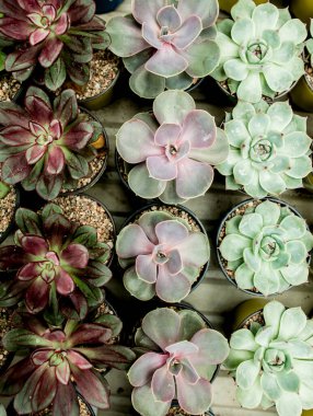 Düzen, doku, yeşil yapraklardan yapılmış arka plan. Yeşil yaprak dokusu. Doğa konsepti. Düz yatış, üst görünüm. 