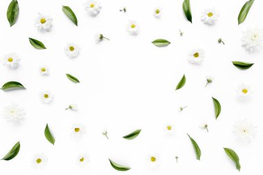 Çerçeve çalışma alanı yeşil yapraklar ve papatya çayı narsisleri beyaz arka planda izole edilmiş kasımpatı. Düz uzan, üst görünüm