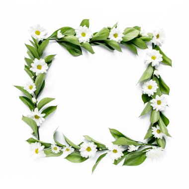 Üzerinde yeşil yapraklar ve papatya dalları olan çerçeve, beyaz arka planda izole edilmiş kasımpatı. Düz uzan, üst görünüm