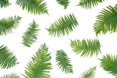 eğreltiotu dalları beyaz arka planda izole. düz yatış, üst görünüm