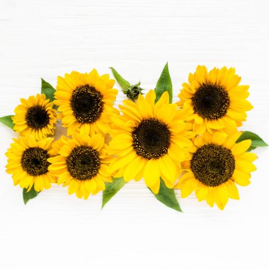 Beyaz arka planda sarı ayçiçeğiyle güzel. Çiçek deseni. Düz yerde, üst tarafta. Çiçek çerçevesi. Çiçek dokusu