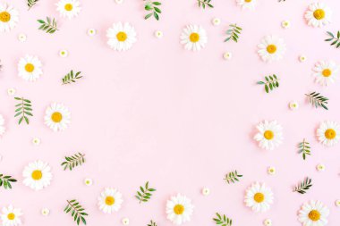 Çerçeve papatya, taç yaprakları, pembe arka planda yapraklar. Düz yatış, üst görünüm