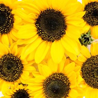 Beyaz arka planda sarı ayçiçeğiyle güzel. Çiçek deseni. Düz yerde, üst tarafta. Çiçek çerçevesi. Çiçek dokusu