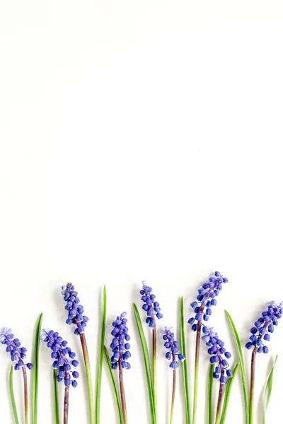 Mavi çiçekli muscari. Minimum çiçek konsepti tebrik kartı. Düz yatış, üst görünüm. — Stok fotoğraf
