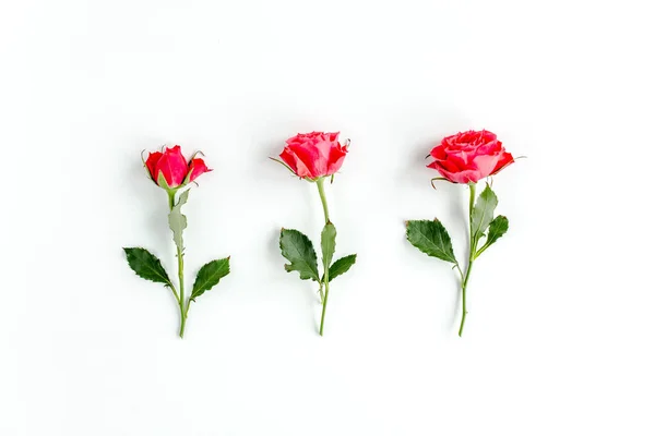 Κόκκινο τριαντάφυλλο σε λευκό φόντο. Ελάχιστη άνοιξη floral μοτίβο. Επίπεδο lay, πάνω όψη. — Φωτογραφία Αρχείου
