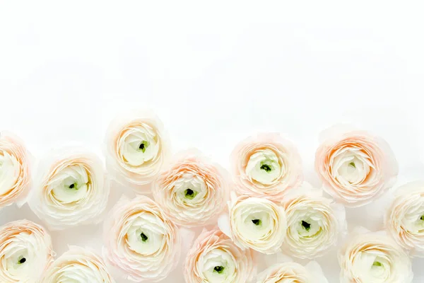 Texture sfondo floreale fatta di boccioli di fiori di ranuncolo rosa su sfondo bianco. Posa piatta, vista dall'alto sfondo floreale. — Foto Stock