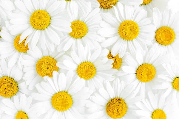 Μοτίβο φτιαγμένο από χαμομήλια σε λευκό φόντο. Επίπεδη lay, top view floral φόντο. — Φωτογραφία Αρχείου