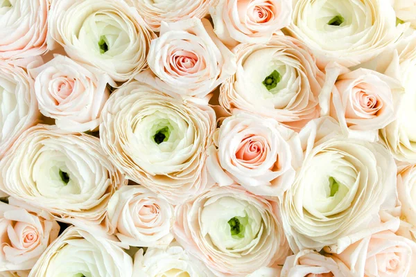 Texture de fond floral faite de bourgeons floraux de ranunculus rose sur fond blanc. Couché plat, vue sur le dessus fond floral. — Photo