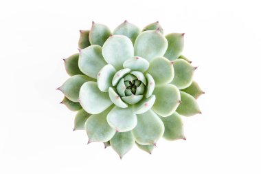 Yeşil ev bitkileri, sulu bitkiler beyaz arka planda izole edilmiş. Düz yatış, üst görünüm.