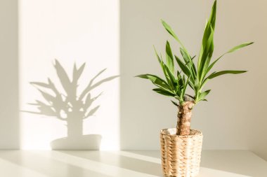 Çubuk tencerede Yucca palmiyesi ve beyaz duvarda gölgeler