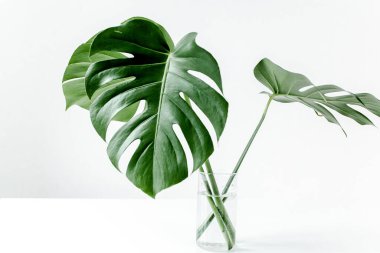 Canavar yaprağının yakın çekimi. Tropik palmiye, beyaz arka planda Monstera 'yı izole eder. Tropikal doğa kavramı.