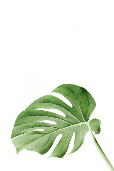 Gros plan de la feuille de Monstera. Feuilles de palmier tropical Monstera isolées sur fond blanc. Concept de nature tropicale. — Photo