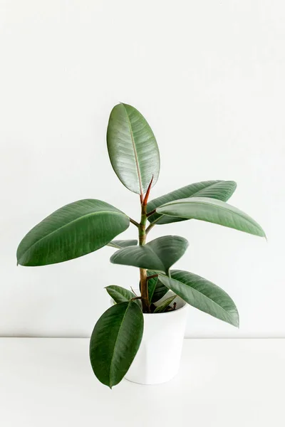 Casa planta em vaso de flores brancas, folha verde ficus benjamina, elastica em um fundo leve — Fotografia de Stock